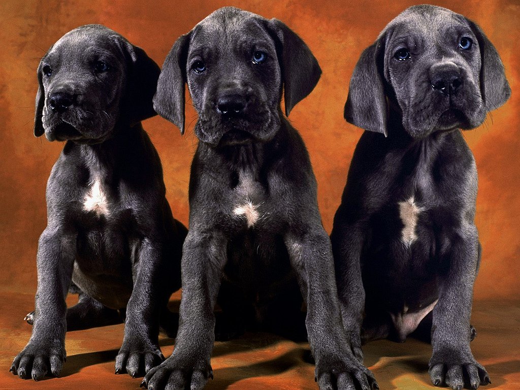 Three Brothers
